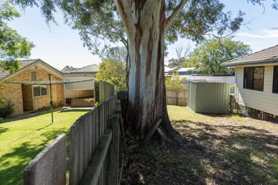 Boundary tree growing on a shared fence line in Canberra