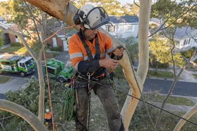 Qualified arborist working with a two rope climbing system in a backyard eucalyptus in Canberra