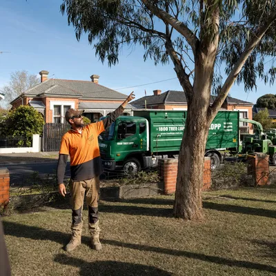 Tree Removal pricing in Canberra