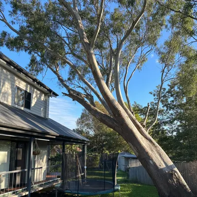 Before: Snow gum over a colourbond roof, sectional fell, Canberra