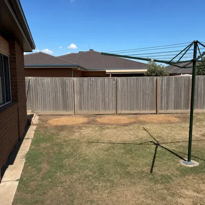 After: Old cedar split at the union, full removal, Canberra