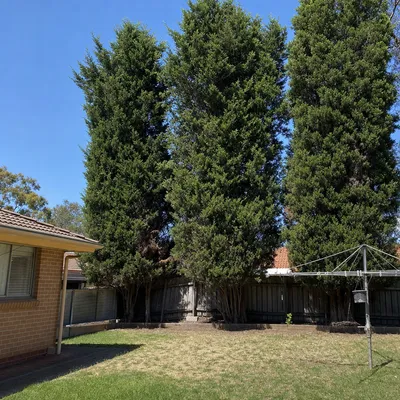 Before: Old cedar split at the union, full removal, Canberra