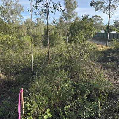 Before: Defendable-space clearing on a bushland-edge block, Canberra
