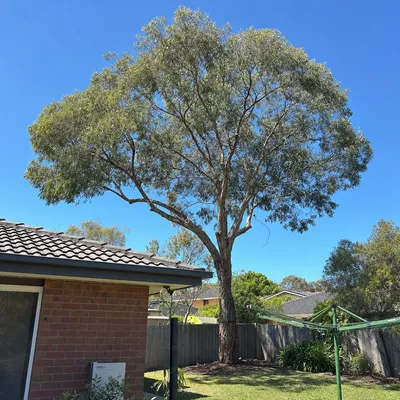 After: Pin oak crown reduction over a heritage roof, Canberra