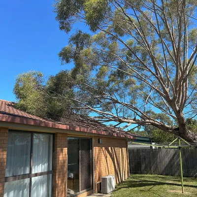 Before: Pin oak crown reduction over a heritage roof, Canberra