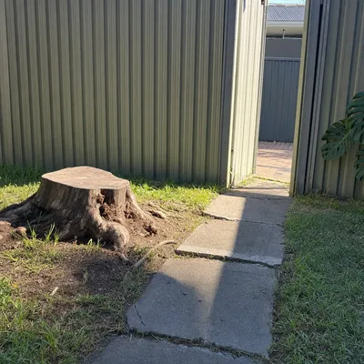 Before: Old stump grinding through a narrow side path, Canberra