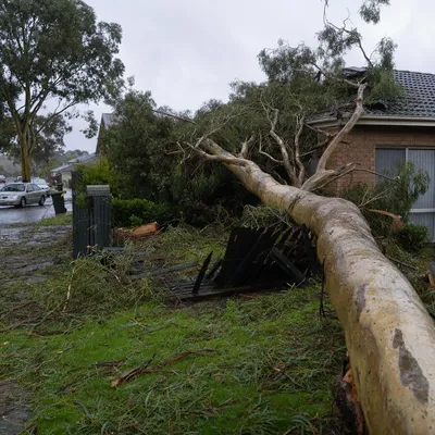 Emergency Tree Services services in Canberra by local qualified arborists