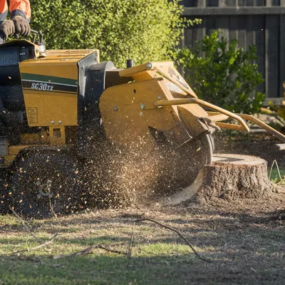 Stump Grinding services in Canberra by local qualified arborists